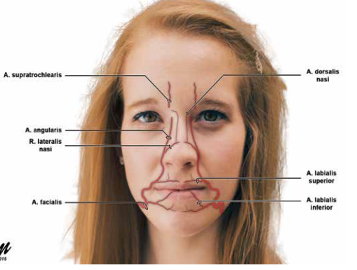 Yüz Anatomisi 